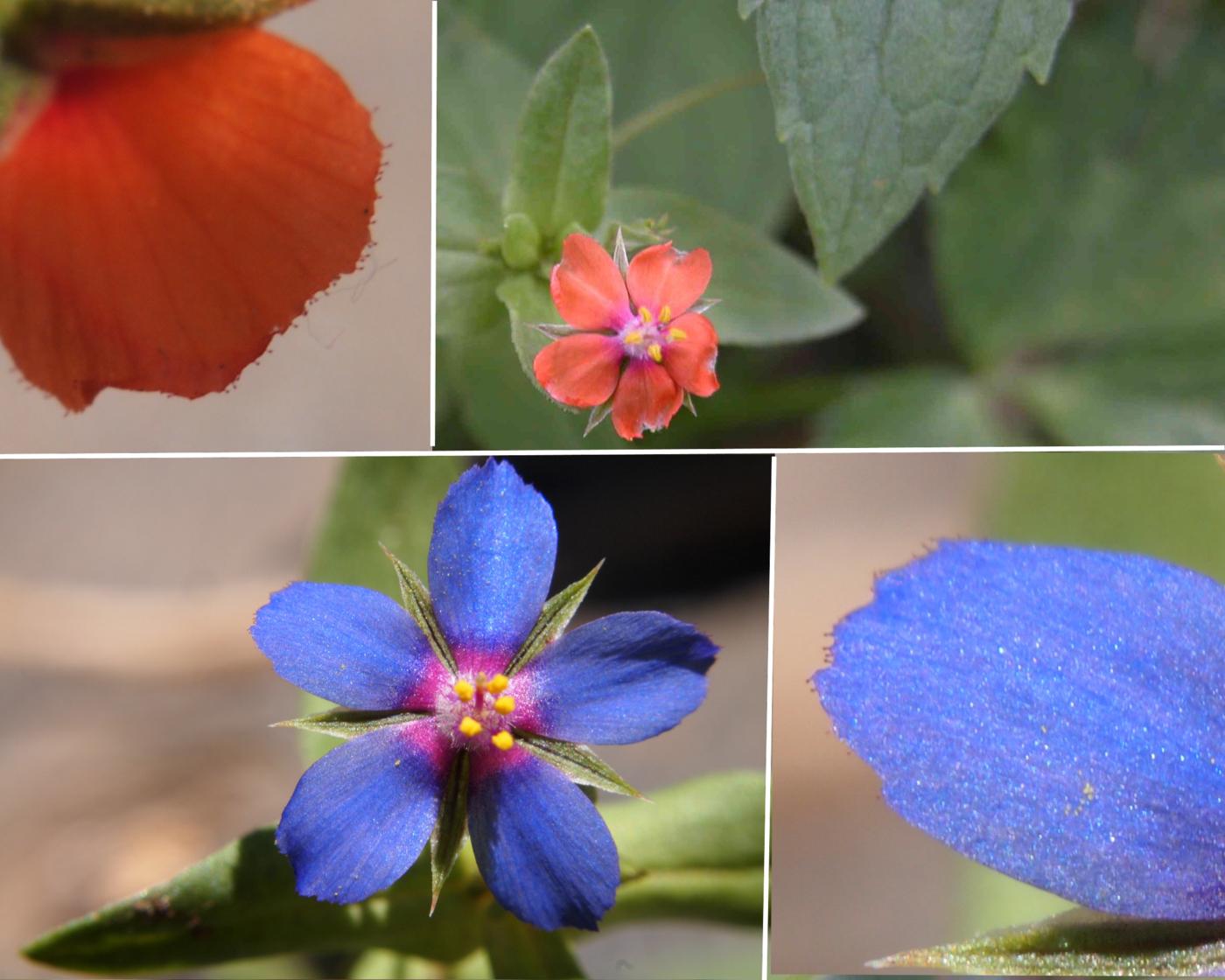 Scarlet Pimpernel flower